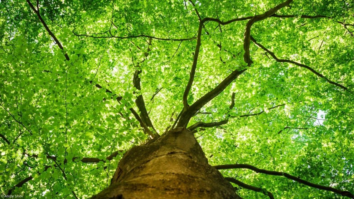 Quiz : Testez vos connaissances sur les arbres