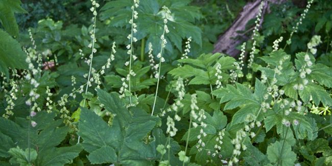 Tellime (Tellima grandiflora), proche de l'heuchère