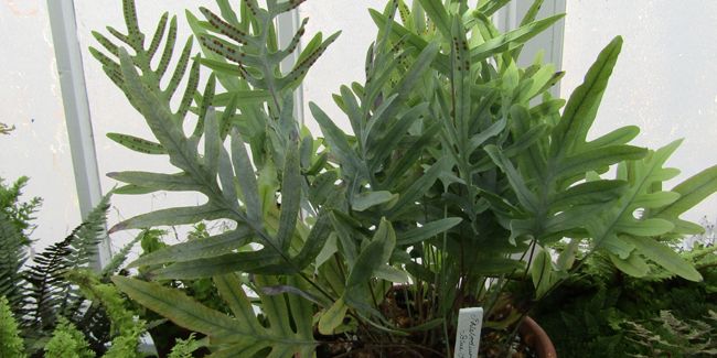 Polypode doré (Phlebodium aureum) ou polypode patte de lapin