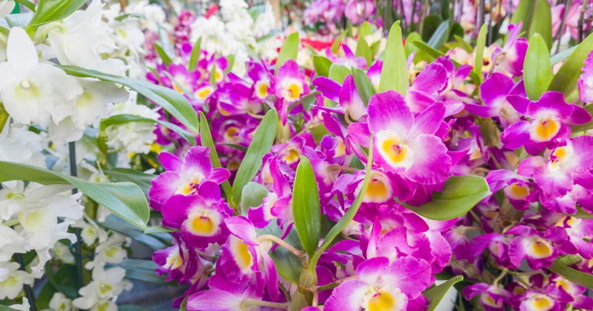 Comment entretenir une orchidée bambou ?