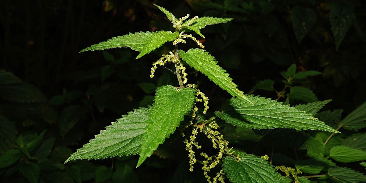 découvrez les 10 pouvoirs cachés de l'ortie pour le jardin et la maison