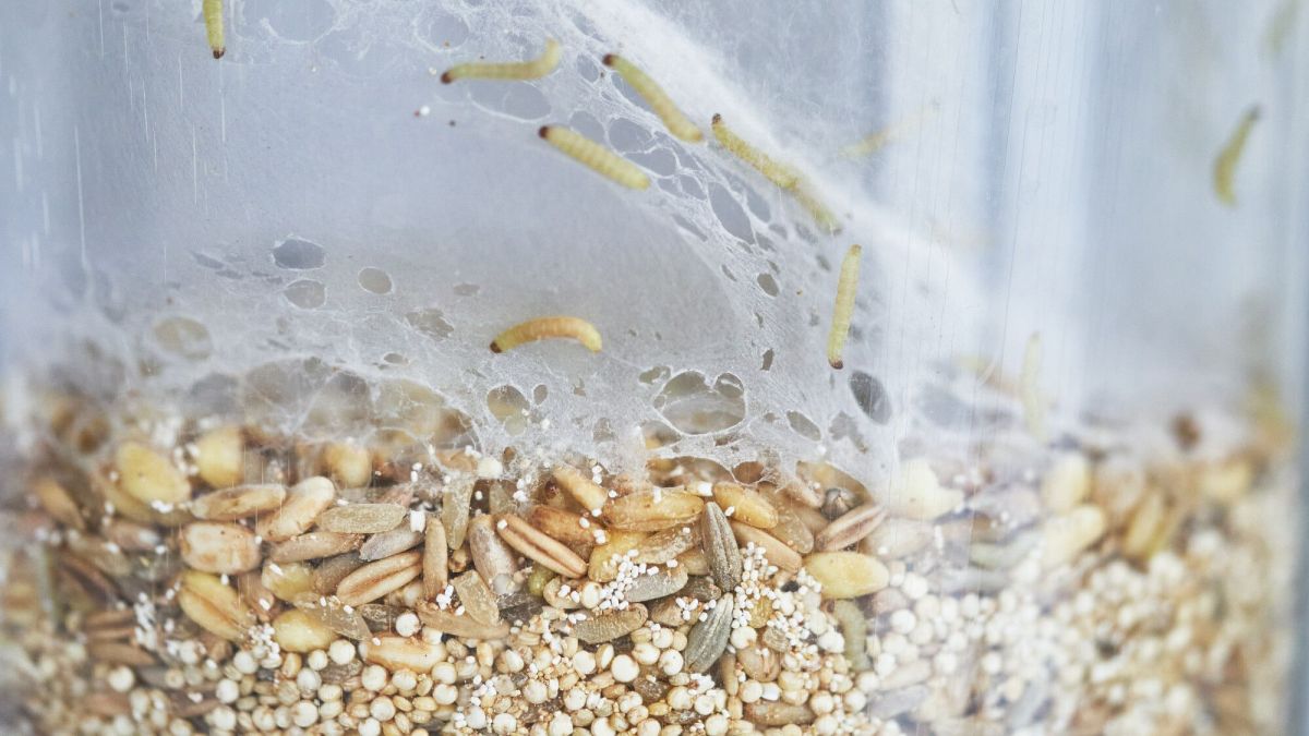 Adieu mites alimentaires : nos conseils pour un intérieur sans nuisibles