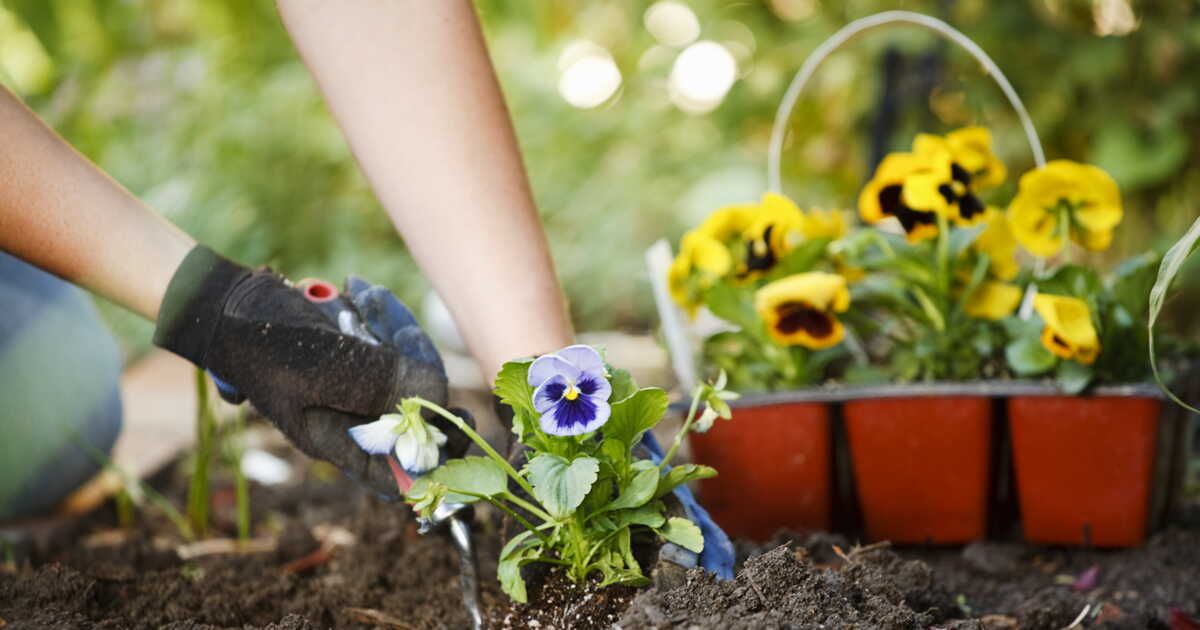 Cultiver des pensées pour un jardin éclatant toute l'année