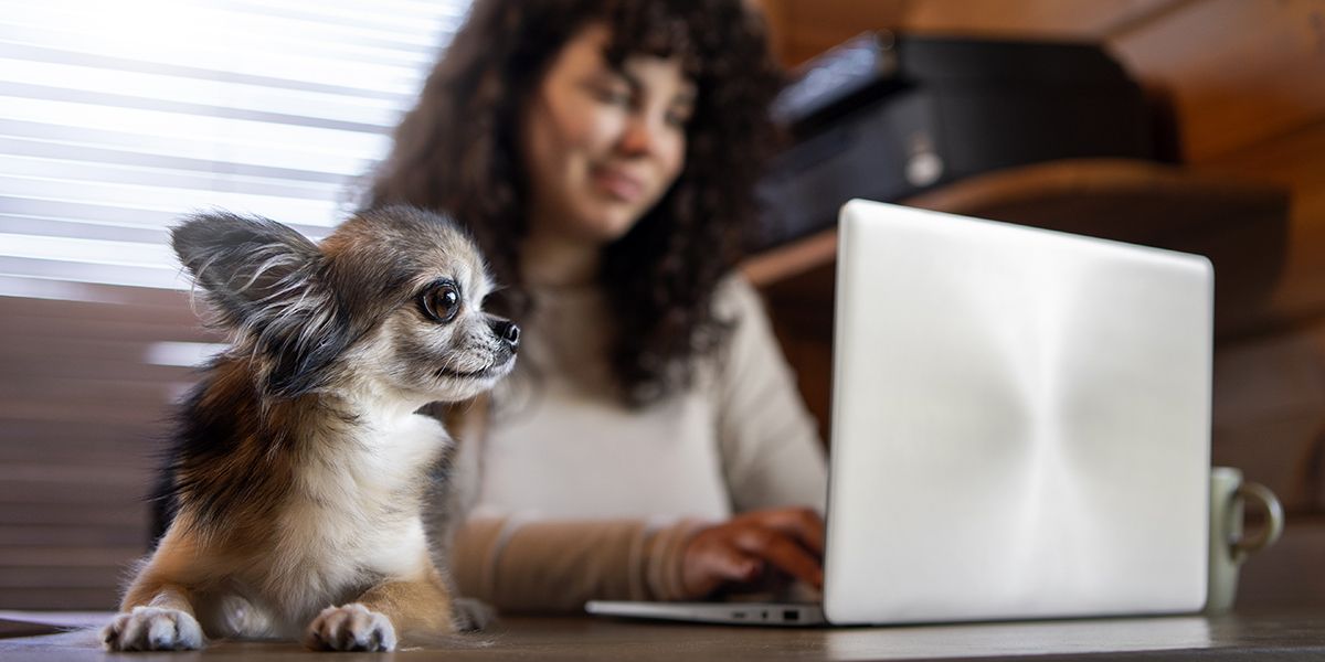 L'assurance animaux la plus abordable en 2025 : Tout ce qu'il faut savoir