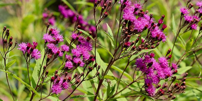 Vernonia noveboracensis : la fleur sauvage qui illumine vos jardins
