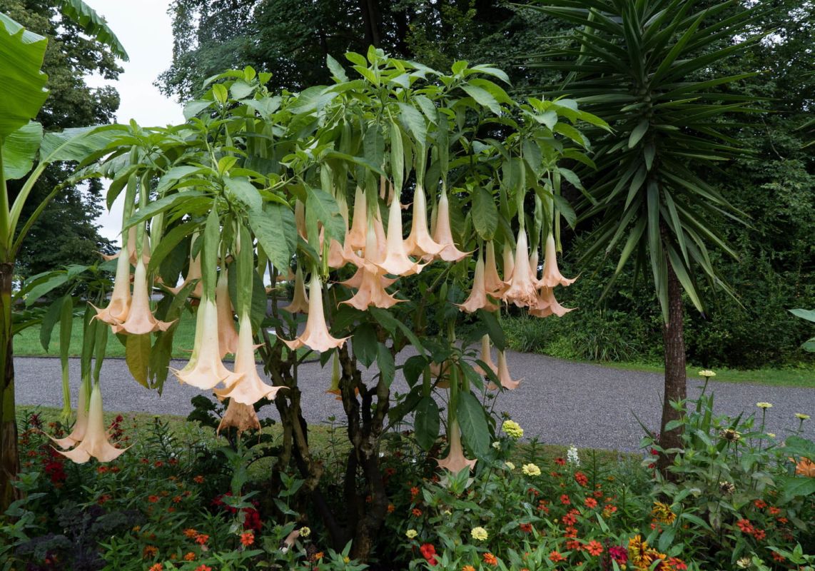 Attention à cette plante du potager : toxique mais utile