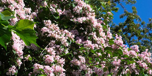 Bouturer un Kolkwitzia : quand et comment ?