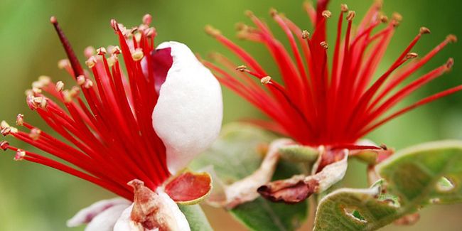 Feijoa (Acca sellowiana), le trésor fruitier du Brésil