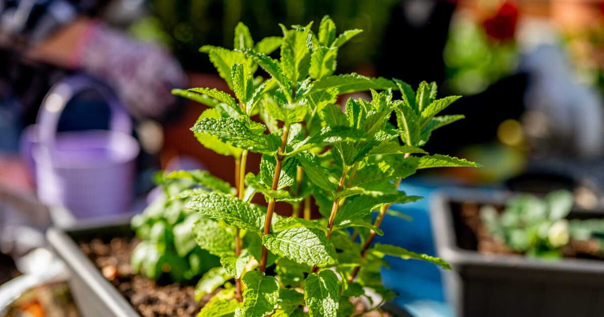 Les indispensables herbes aromatiques à cultiver ce printemps
