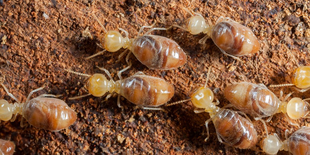 Des solutions astucieuses pour lutter contre les termites