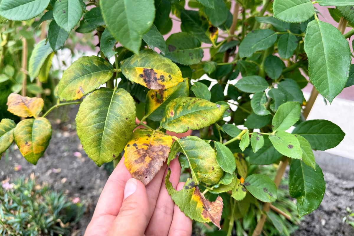 Un geste simple pour des rosiers en pleine forme au printemps