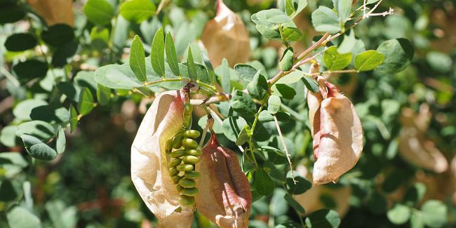 Le baguenaudier, un arbuste à toute épreuve