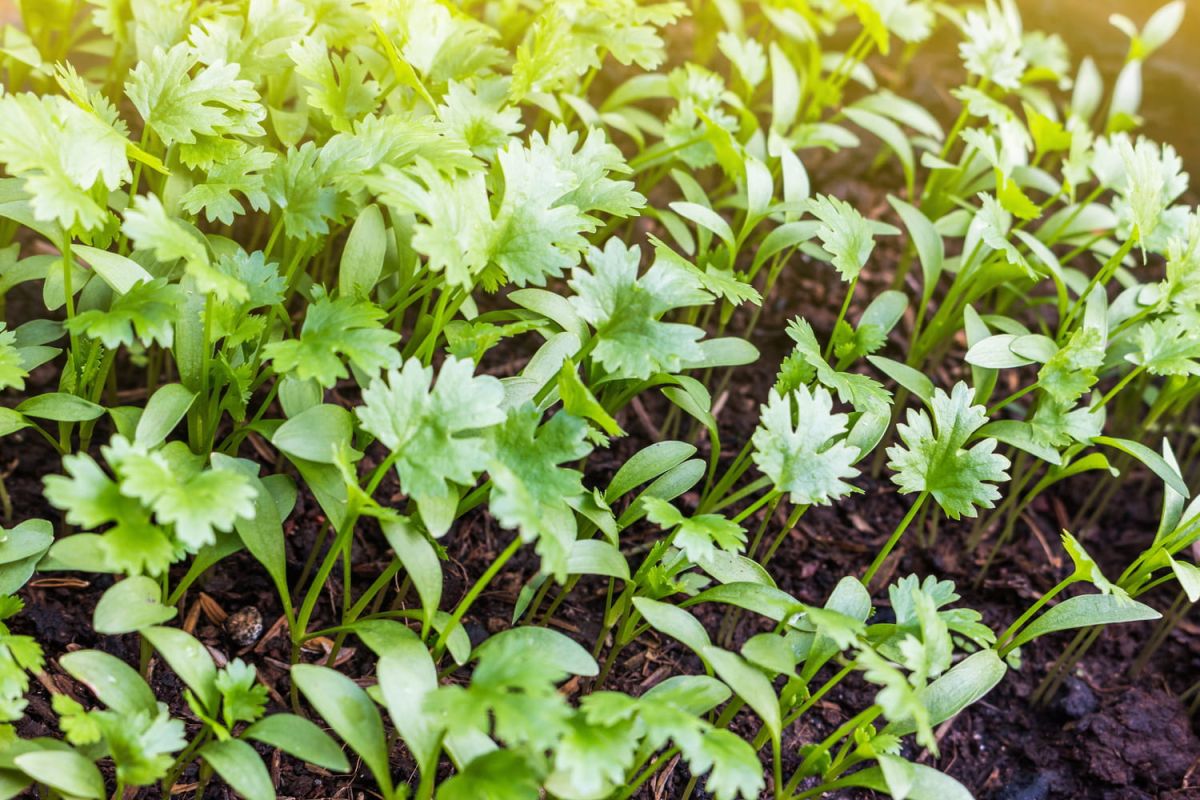 Coriandre : le guide complet pour cultiver et savourer cette herbe aromatique