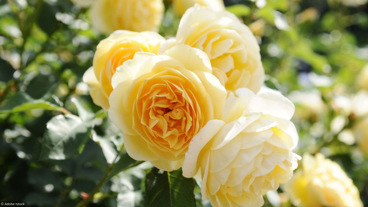 Des roses sans souci : la révolution des rosiers résistants