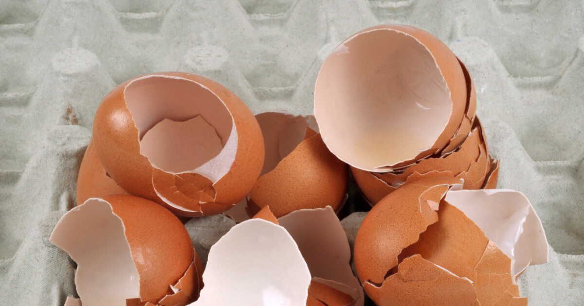 Découvrez comment la coquille d'œuf transforme votre quotidien