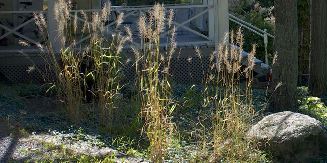 Hystrix patula : la graminée parfaite pour les zones ombragées