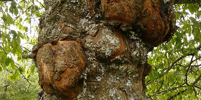 Comprendre le chancre : une menace silencieuse pour vos arbres
