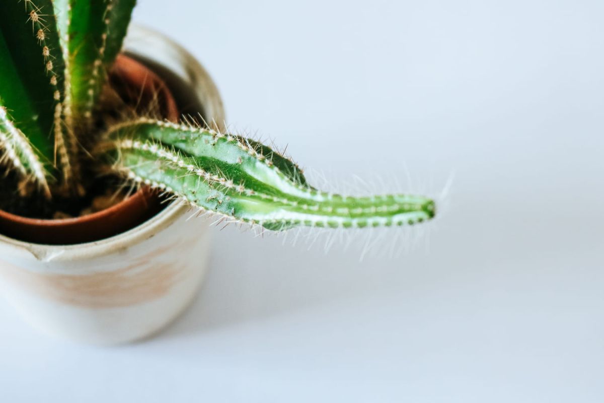 Évitez l'étiollement de vos plantes : conseils pratiques