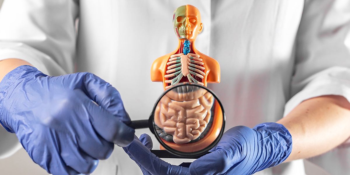 découvrez les secrets fascinants de l'appareil digestif