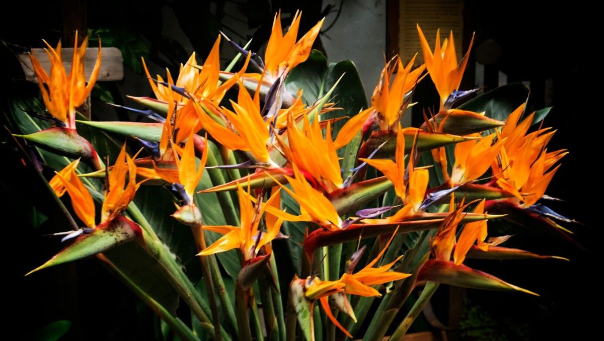 Comment assurer la protection de vos oiseaux de paradis cet hiver ?