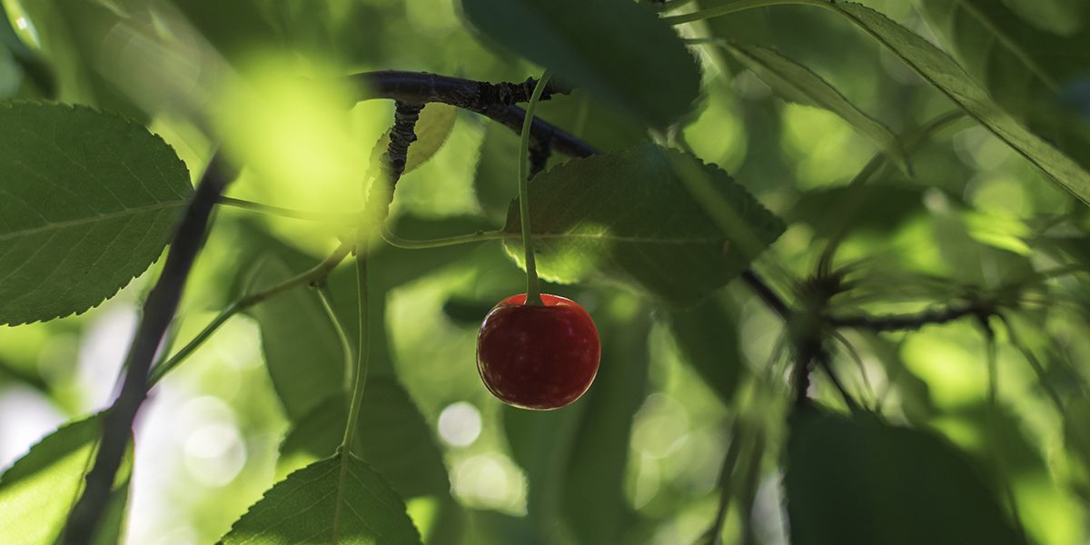 La durée de vie des cerisiers : conseils pour un arbre en pleine santé