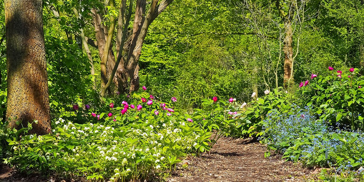 Redécouvrez la nature avec le jardin-forêt