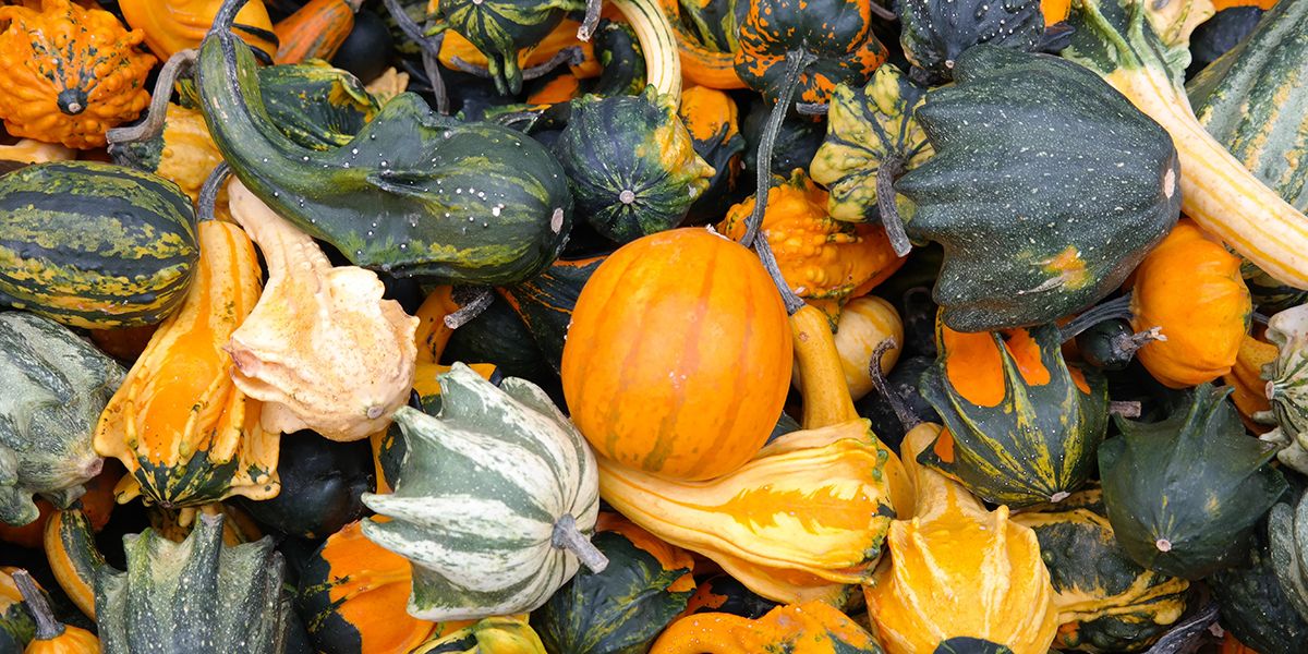 La beauté des coloquintes : une touche décorative incontournable