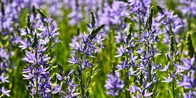 Camassie (Camassia spp.), camash ou quamash