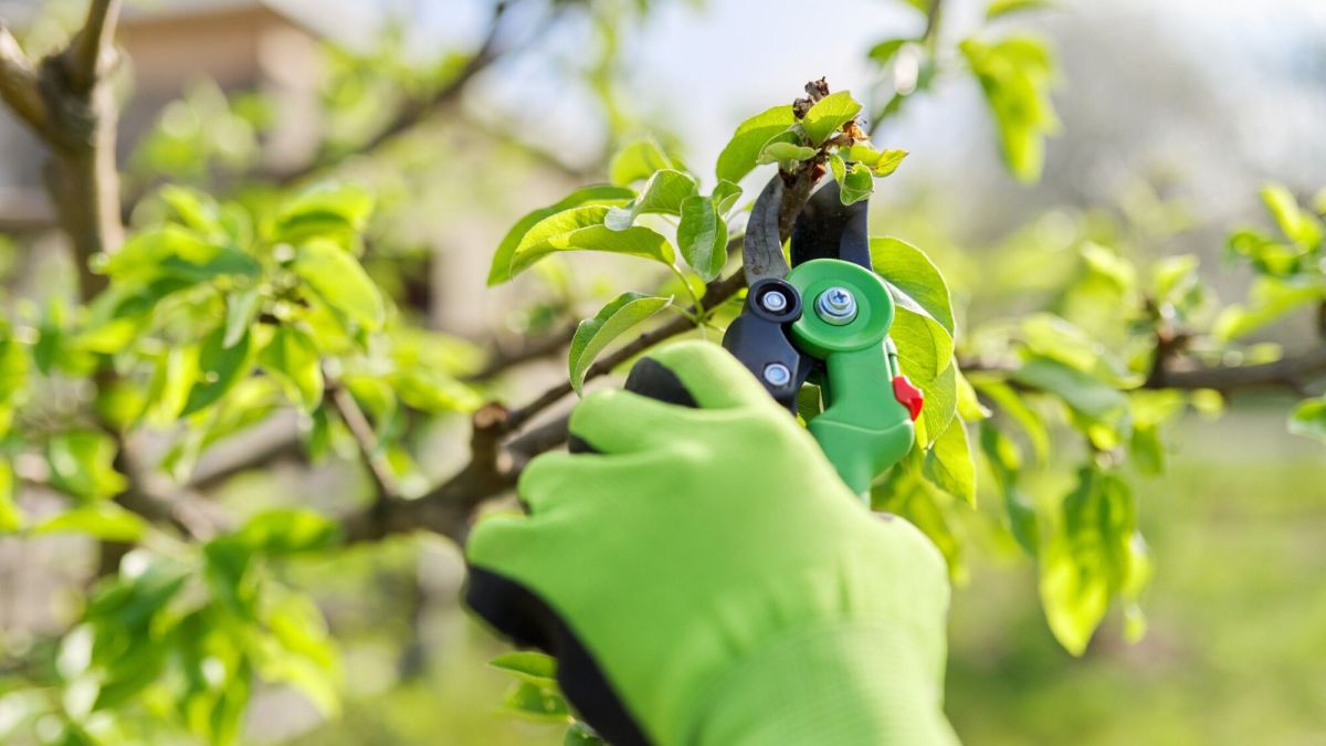 quels arbres tailler en mai : conseils pour un jardin en pleine santé