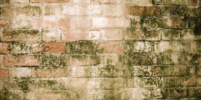 Comment enlever la mousse et le lichen (mur, terrasse et autres surfaces) ?