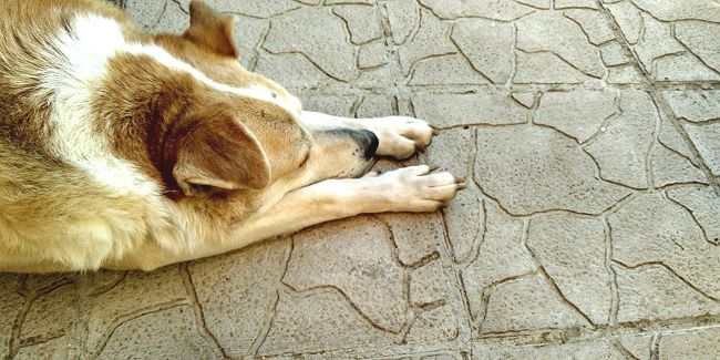 Qu'est-ce que le béton imprimé, pour quelle utilisation et quel coût ?