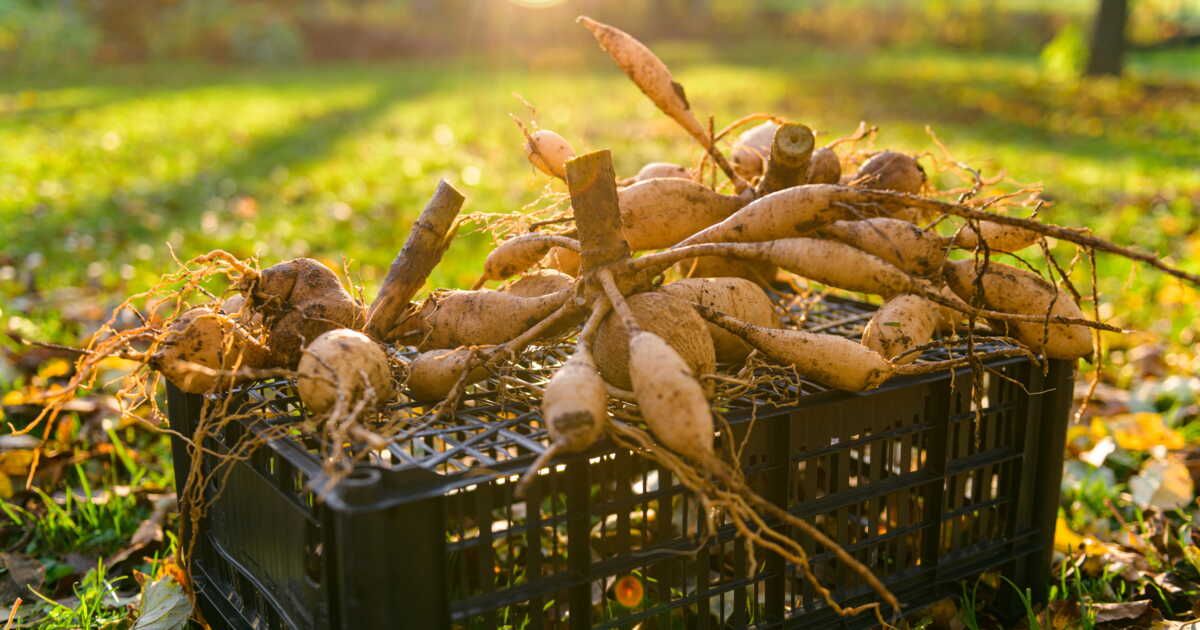 Bulbes de dahlia : quand les planter pour avoir de belles fleurs ?