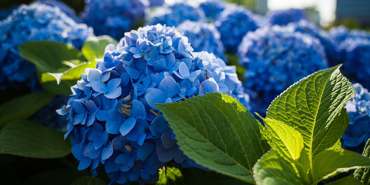 Le secret de la bouture d'hortensia révélé