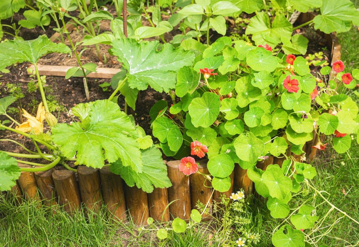 Ces fleurs incontournables pour un potager naturel qui se défend à merveille