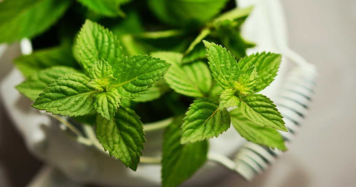 Conserver la menthe : vos alliés pour une fraîcheur durable