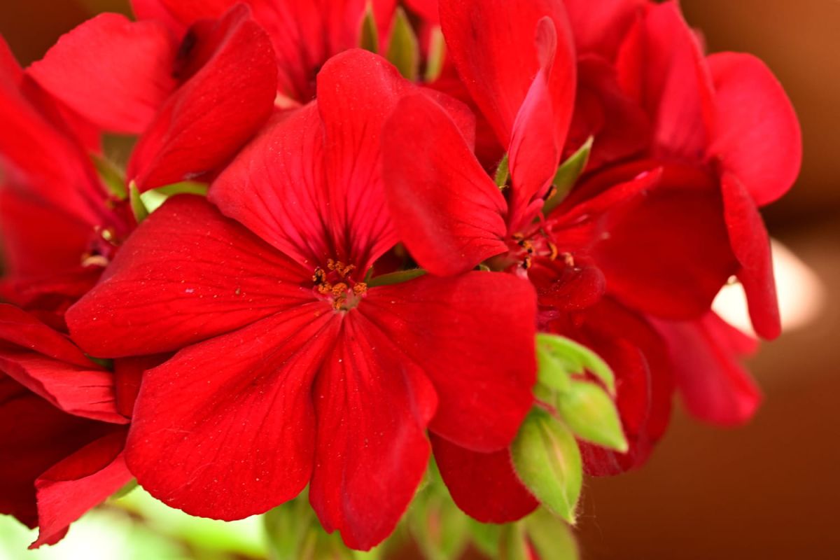 Découvrez le label qui transforme votre jardin en un véritable écrin de verdure