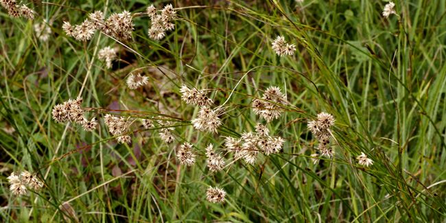 Découvrez la luzule blanche, l'herbe vivace qui embellit nos jardins