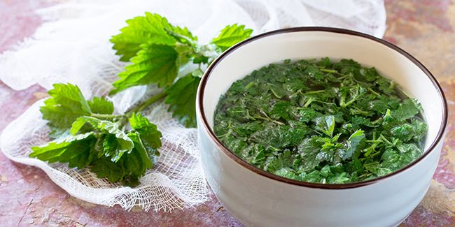 Découvrez l'ortie : une alliée surprenante pour votre santé