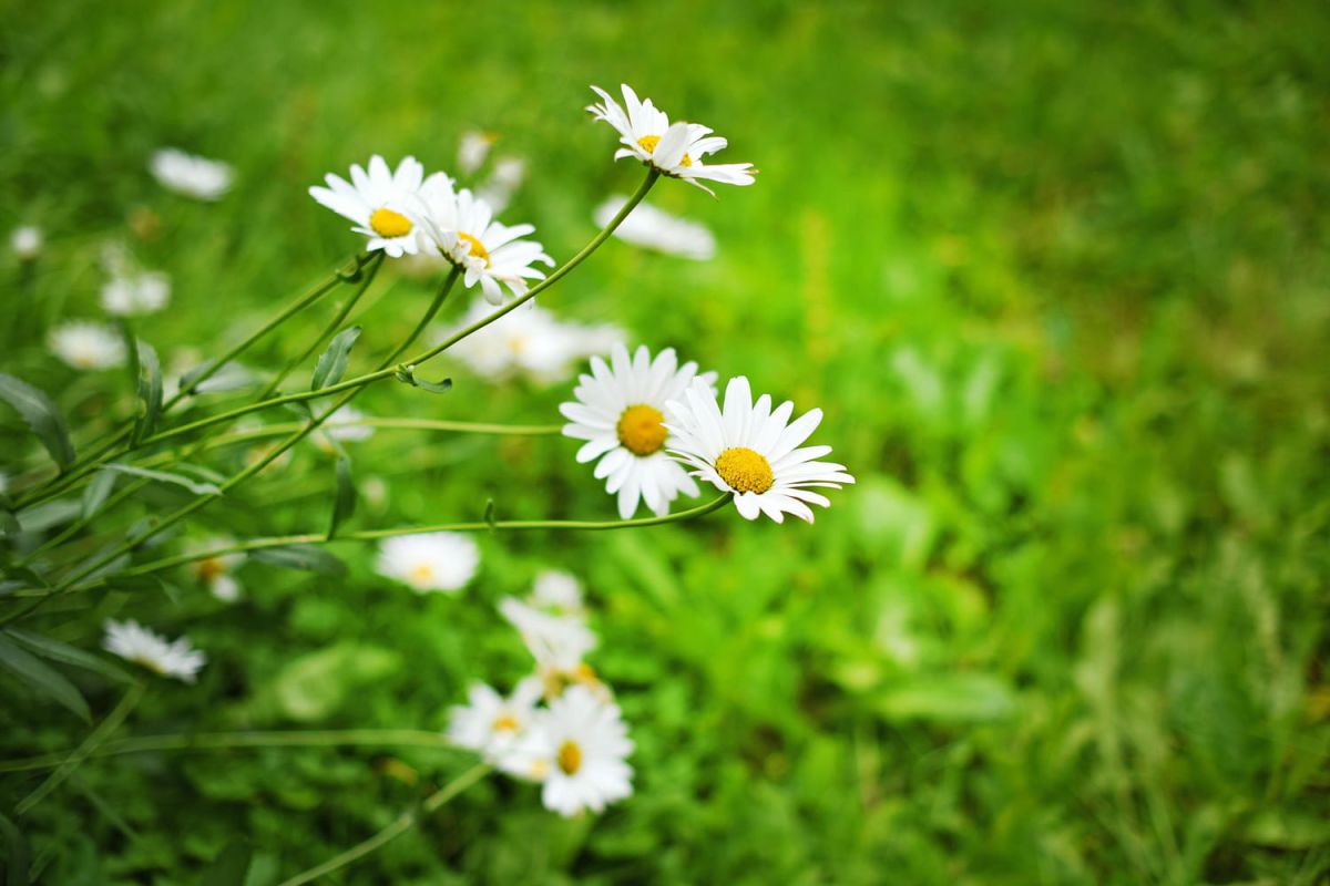 Les secrets de la pâquerette : un jardin fleuri à portée de main