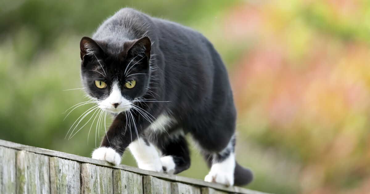 comment protéger votre jardin des chats indésirables