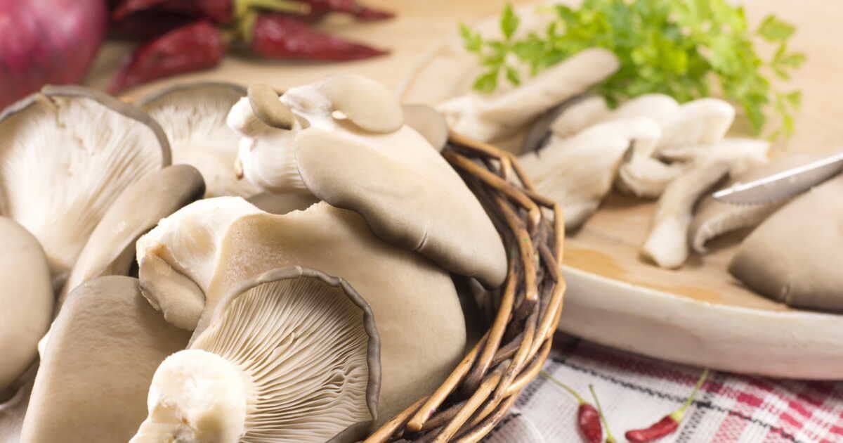 Savourez les pleurotes : 3 recettes simples et délicieuses à découvrir