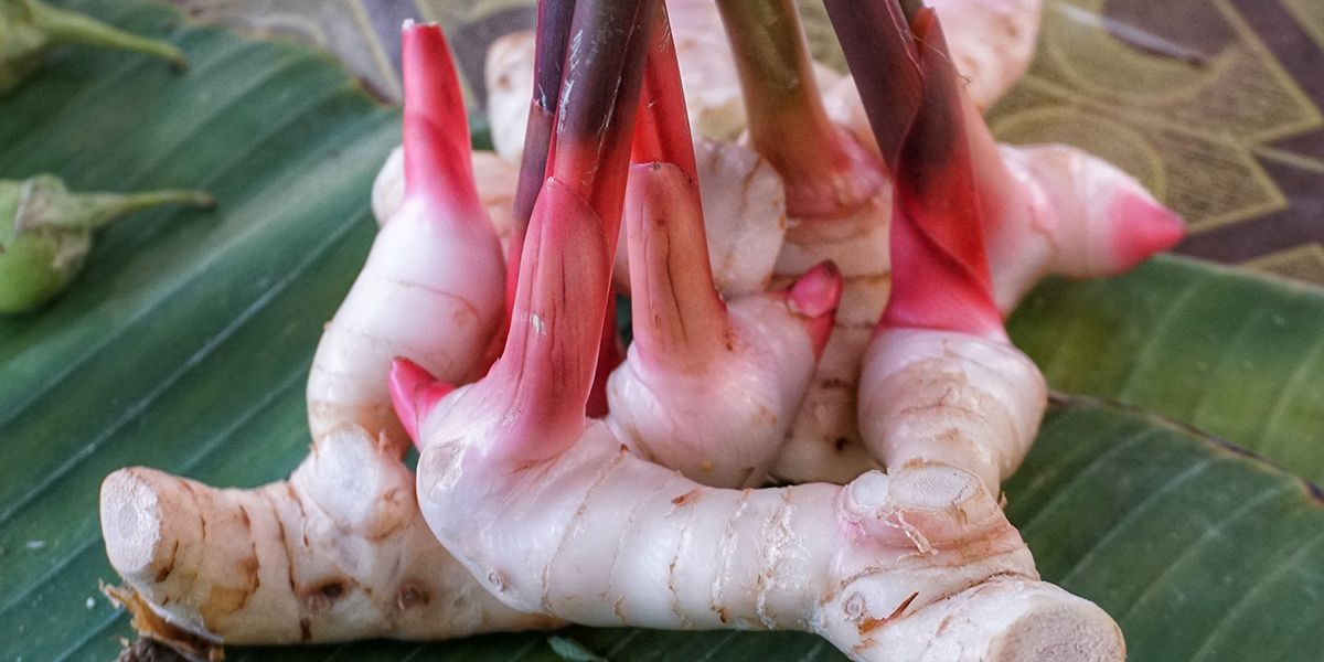 Découvrez les vertus incroyables du galanga pour votre digestion