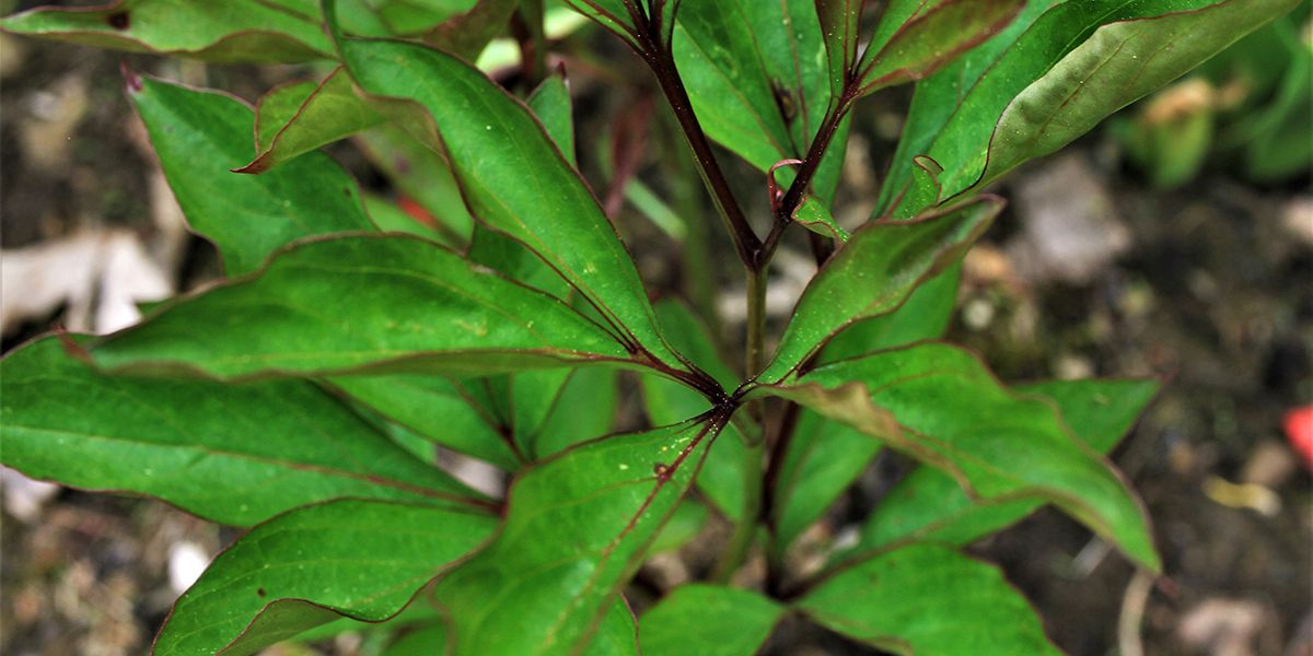 Pourquoi votre pivoine ne fleurit-elle pas ? Découvrez les solutions