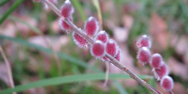 Distinguez le saule japonais à chatons roses