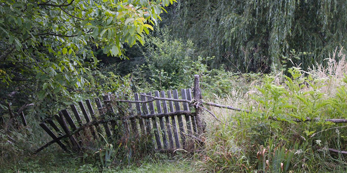 Rénovation d'un jardin oublié : nos incontournables pour un renouveau florissant