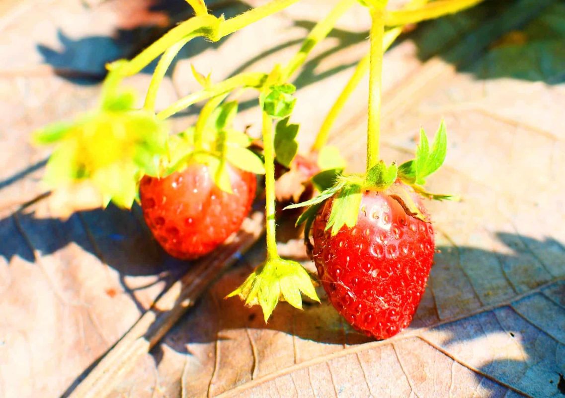 Protégez vos fraisiers de la chaleur : le geste crucial à adopter immédiatement