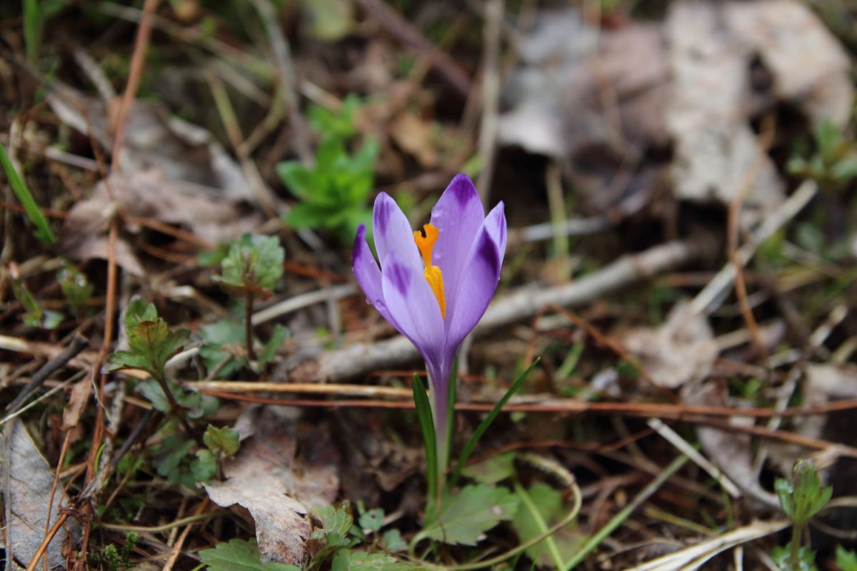 Les crocus, premières fleurs du printemps : conseils de culture et d'entretien