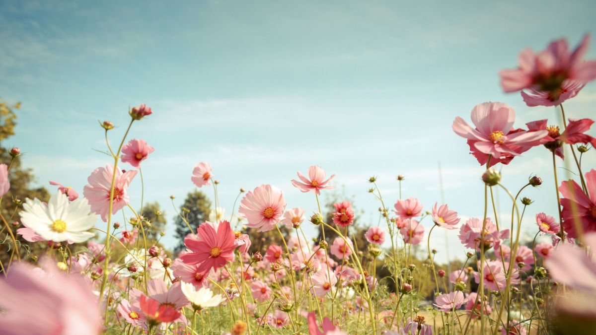 Cueillir des fleurs en balade : ce qu'il faut savoir