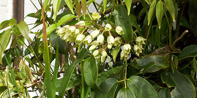 Holboellie de l'Himalaya (Holboellia latifolia) ou Goubla