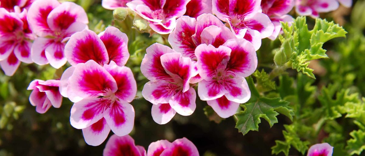 Optimisez la floraison de vos géraniums jusqu'à l'automne